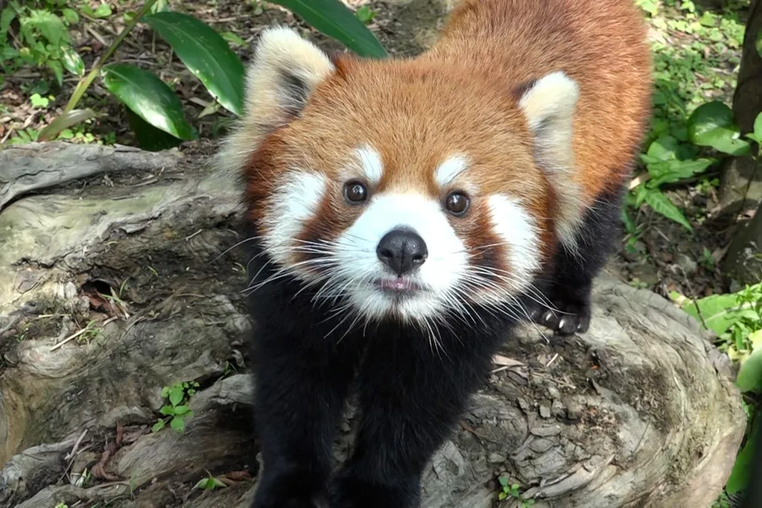 小貓熊資料照。（圖／台北市立動物園提供）