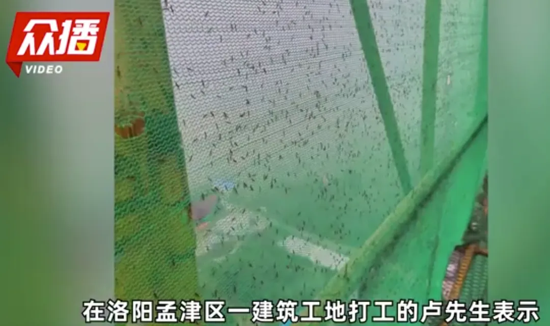一名工人拍到紗網上「密密麻麻全是隱翅蟲」。(圖/翻攝《眾播視頻》)