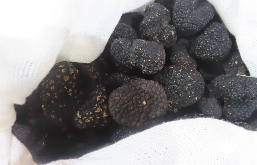 進口新鮮黑松露則是連續2週出現在違規名單，皆為同一輸入業者，檢出重金屬含量不合格。（圖／食藥署提供）