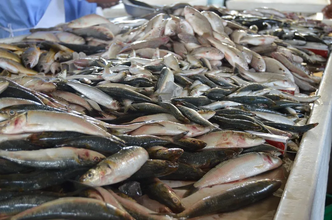 體型較大的魚類汞風險更高,食藥署建議民眾飲食應多樣化,避免偏食特定魚種。(示意圖/Pixabay)