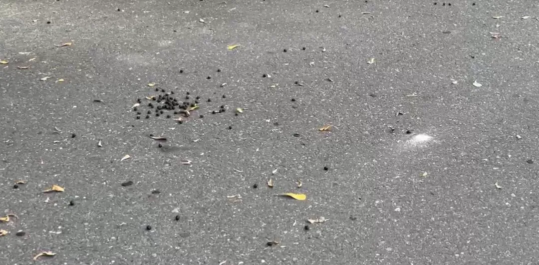 羊群還在道路上「隨地大小便」,發出的臭味也影響到來往車輛和行人觀感。(圖/翻攝畫面)