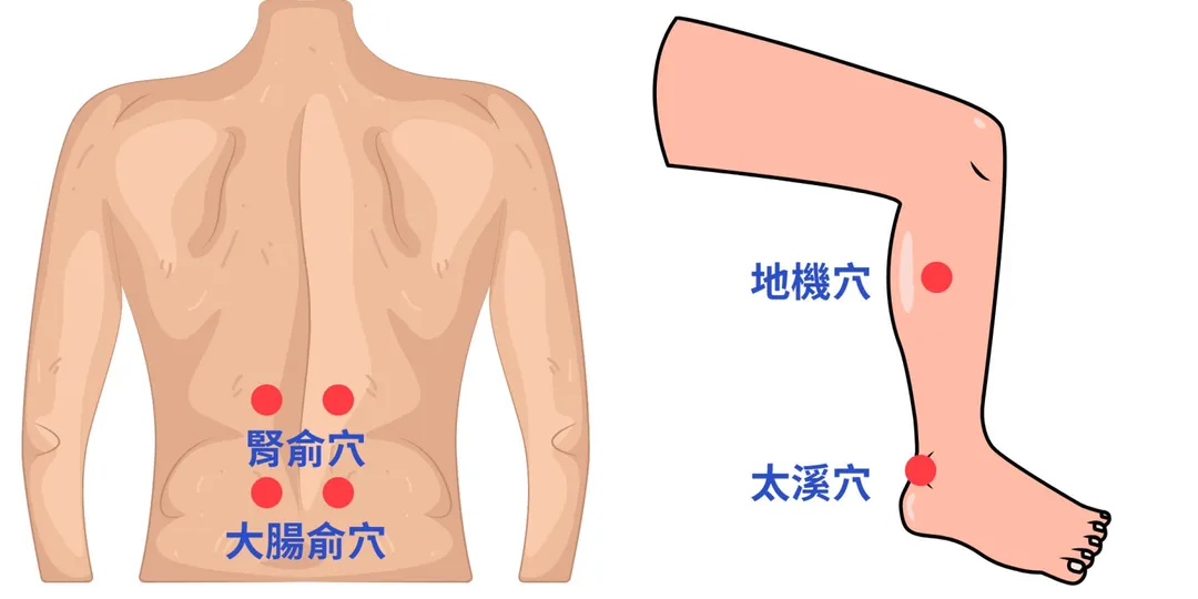 中年男性平日可透過按摩腎俞、大腸俞、足三里、三陰交、太溪、氣海及關元等穴位,促進氣血循環與腎氣運行。(圖/台南市立醫院)