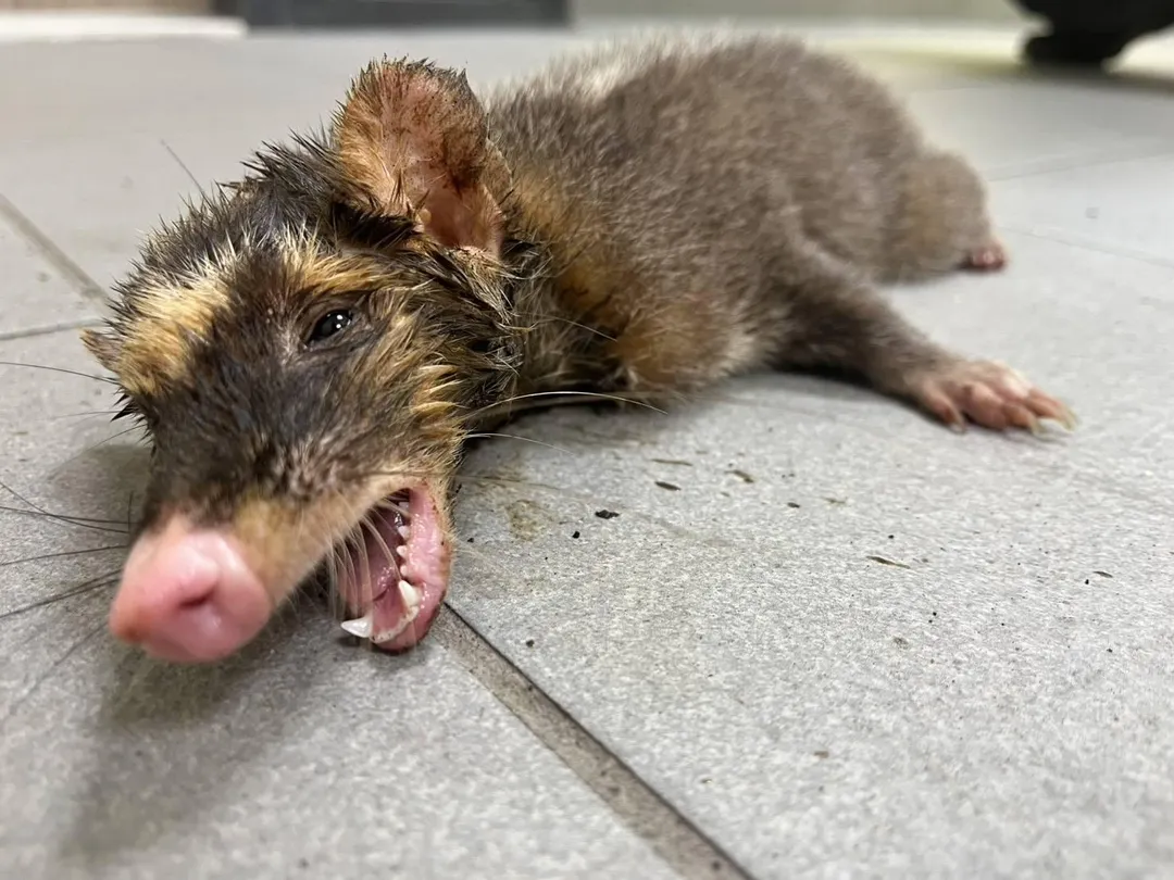 鼬獾是台灣常見的野生動物。（圖／新北動保處提供）