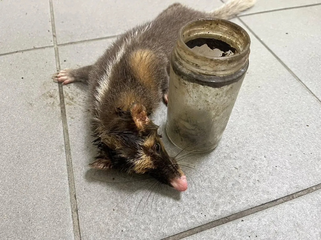 獸醫師先替鼬獾施打麻醉，在小心翼翼將玻璃罐取下。（圖／新北動保處提供）