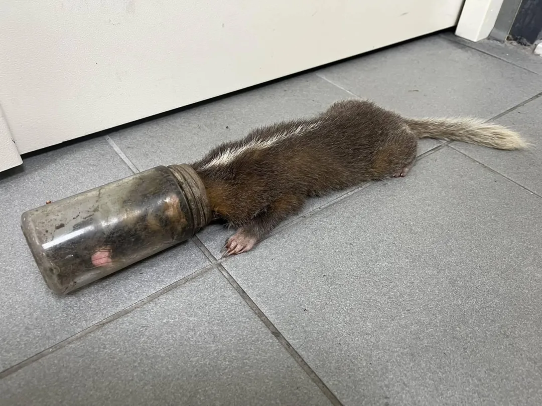 鼬獾疑似為了捕食玻璃罐內的昆蟲，頭卡玻璃罐險窒息。（圖／新北動保處提供）