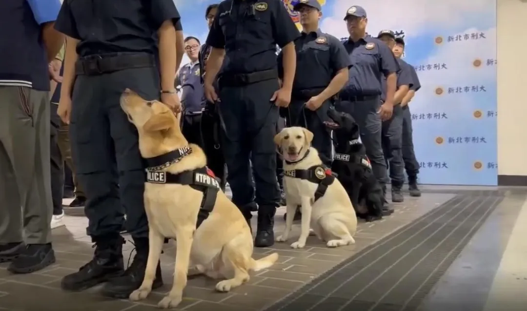 新北警犬隊協助偵辦毒品案查獲大量毒品逮捕70名嫌犯。（圖／翻攝畫面）