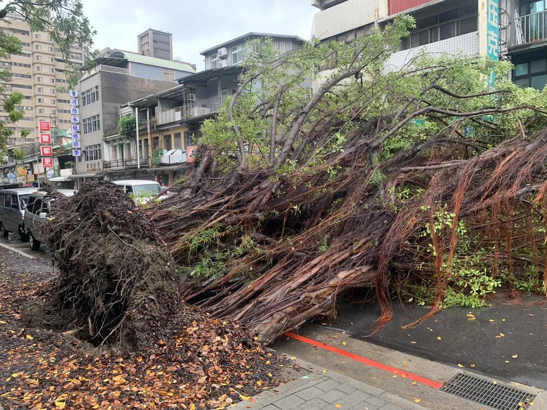 台北市大同區昌吉街路樹倒。（圖／隆和里長沈春華提供）