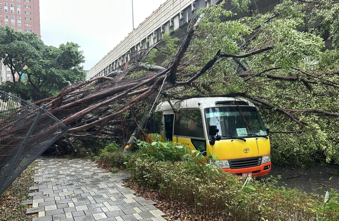 新竹市區一棵巨樹倒塌砸中巴士。（圖／翻攝畫面）