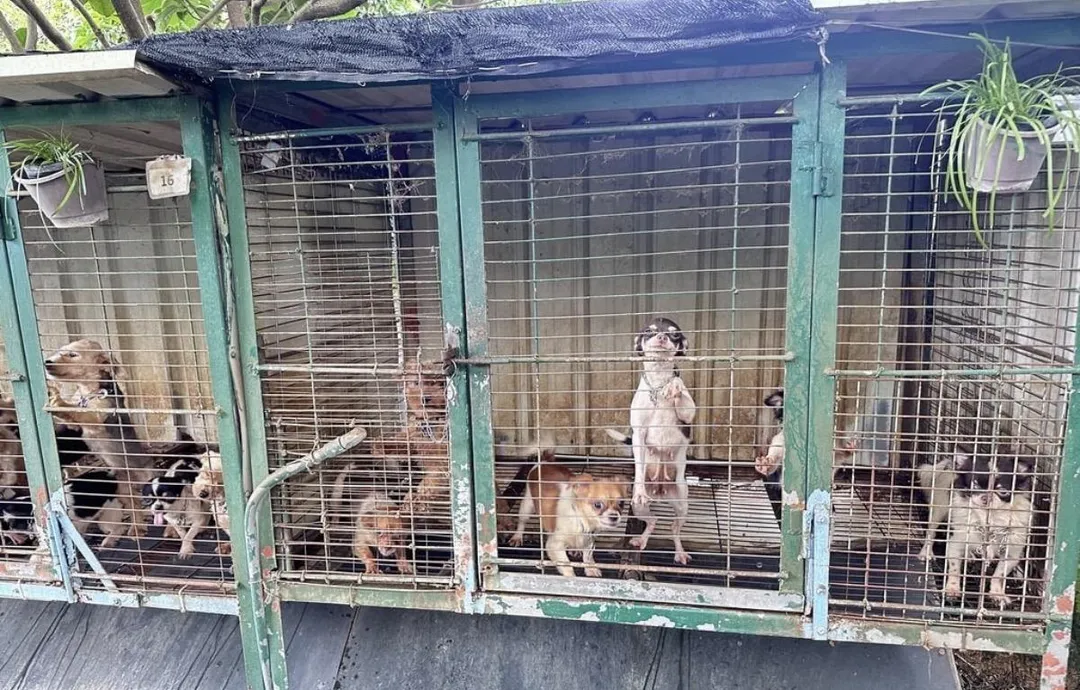 人人犬舍驚傳9成犬隻遭割聲帶。（圖／翻攝網路）