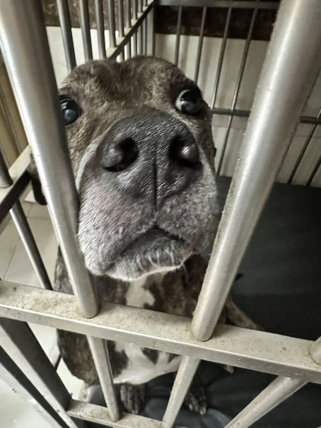 咬傷模特兒「栗子」愛犬的比特犬。（圖／民眾提供）