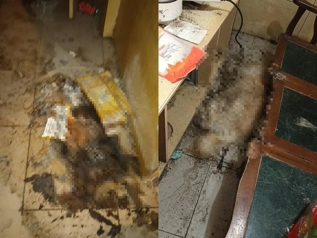 動保處已將腐爛屍體帶回冰存。（圖／翻攝自犬貓認養人黑名單臉書）