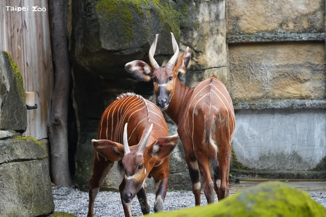 山地斑哥條紋羚是休士頓動物園與台北市立動物園合作保育交流的物種。（圖／翻攝自Facebook@Taipei Zoo 臺北市立動物園）