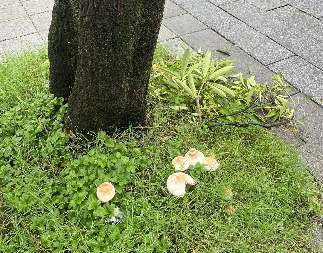東湖國小附近潮濕到長香菇。(圖/翻攝臉書「【我是東湖人】(社團版)」)