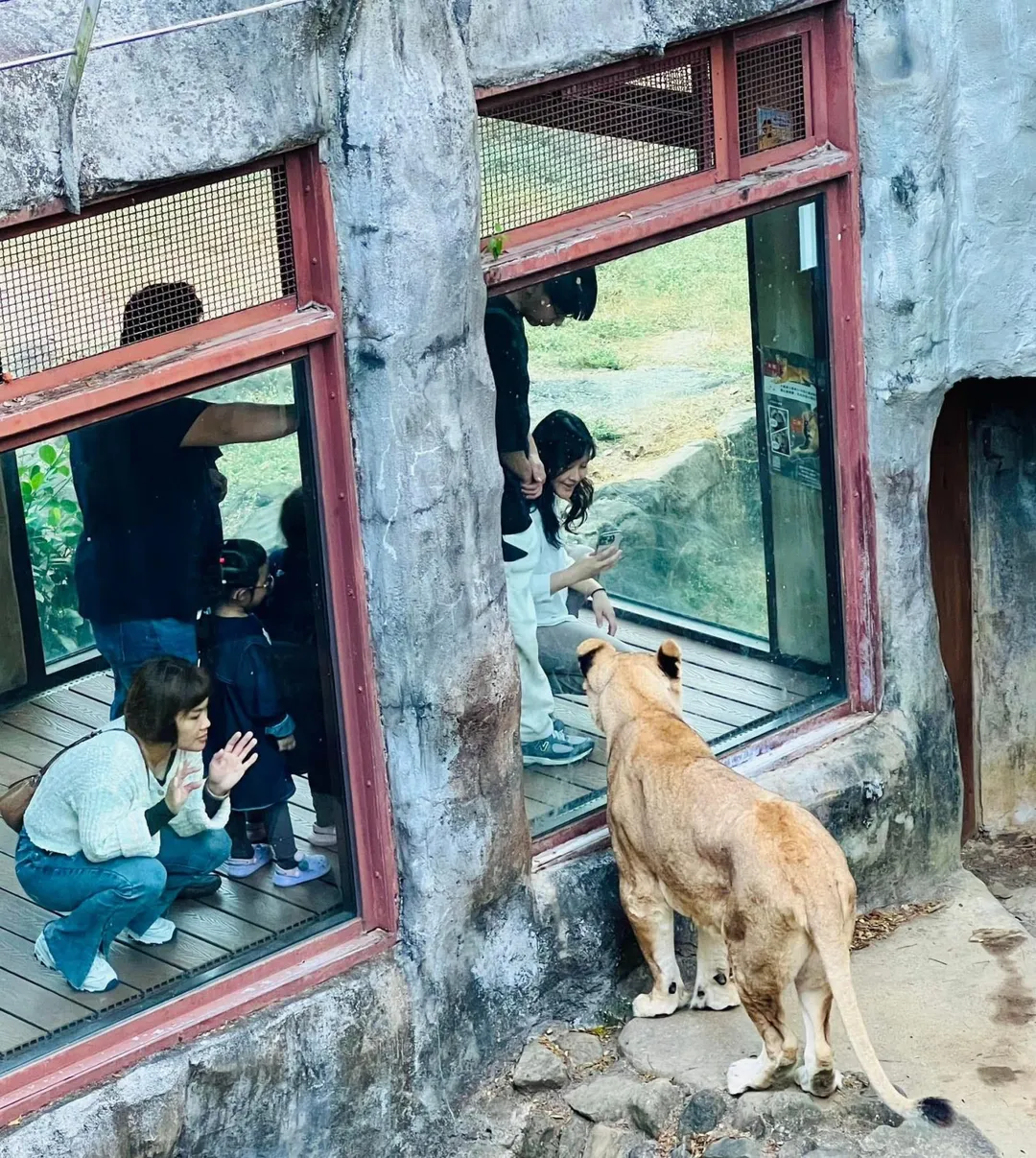「大姊」性格活潑、親和，經常與遊客互動。（圖／翻攝自壽山動物園臉書）