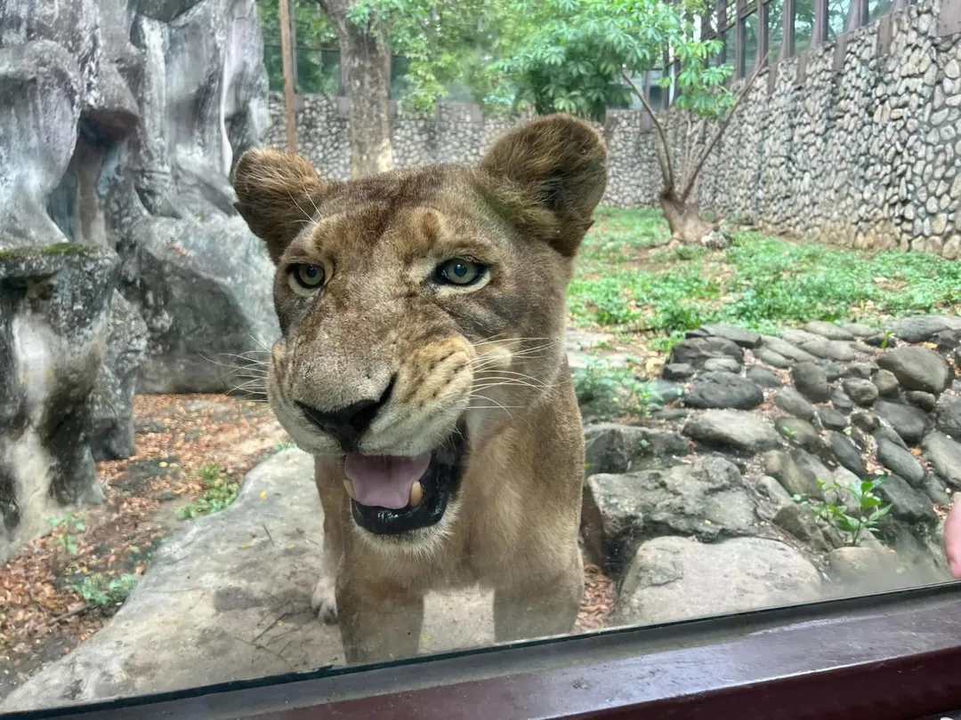 非洲獅「大姊」因癌症病逝。（圖／翻攝自壽山動物園臉書）