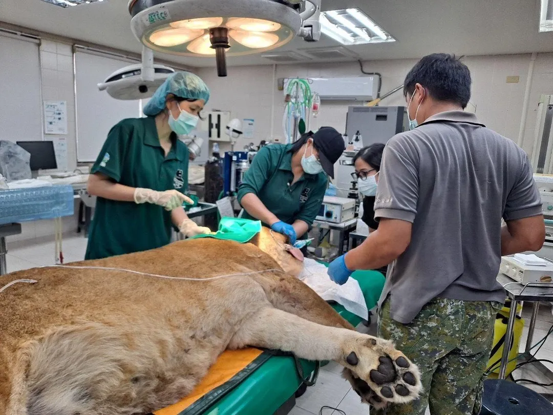 「大姊」最終因病況迅速惡化離世。（圖／翻攝自壽山動物園臉書）