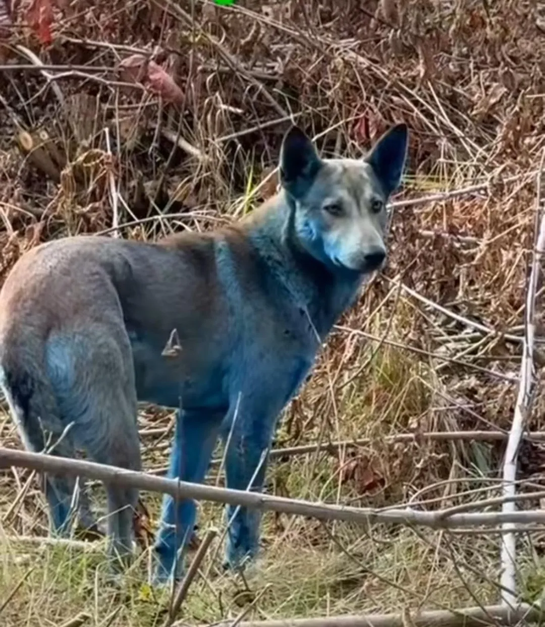 車諾比核災地點附近出現藍色的狗。(圖/翻攝Instagram「dogsofchernobyl1」)