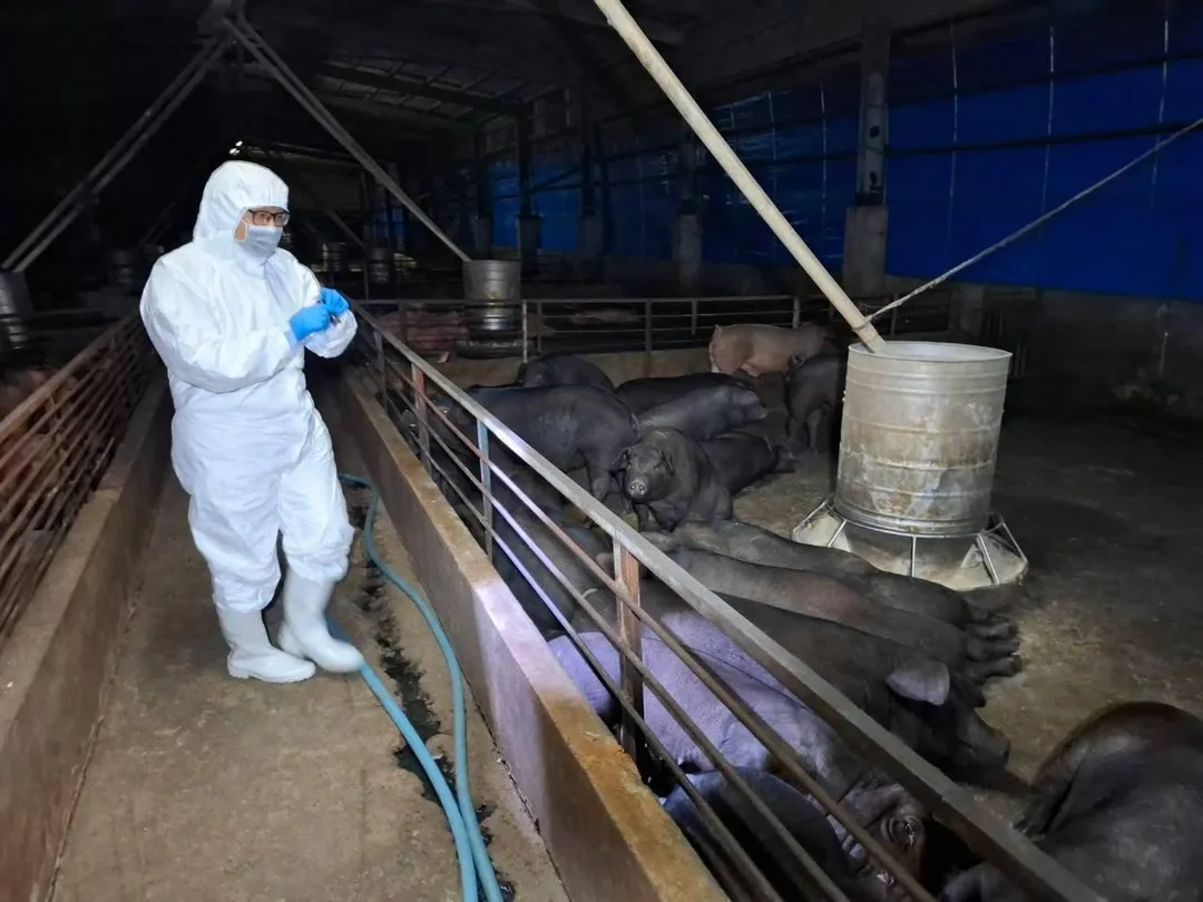 台中養豬場爆非洲豬瘟，病毒與大陸、越南株相似度高達99%，來源未明，基因定序將提供世界動物衛生組織。（資料圖／台中市政府提供）