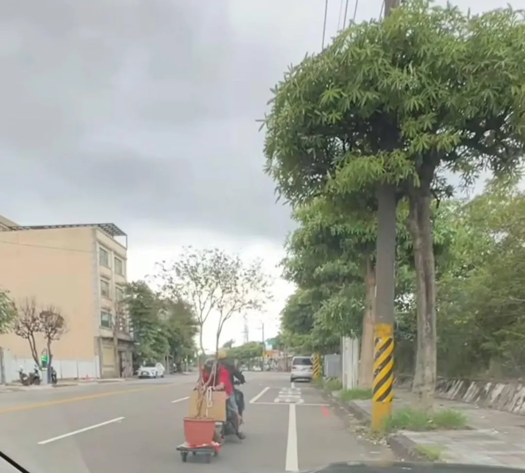 有民眾拍下機車乘客用特殊方式運送盆栽，警方依法開罰。（圖／警方提供）