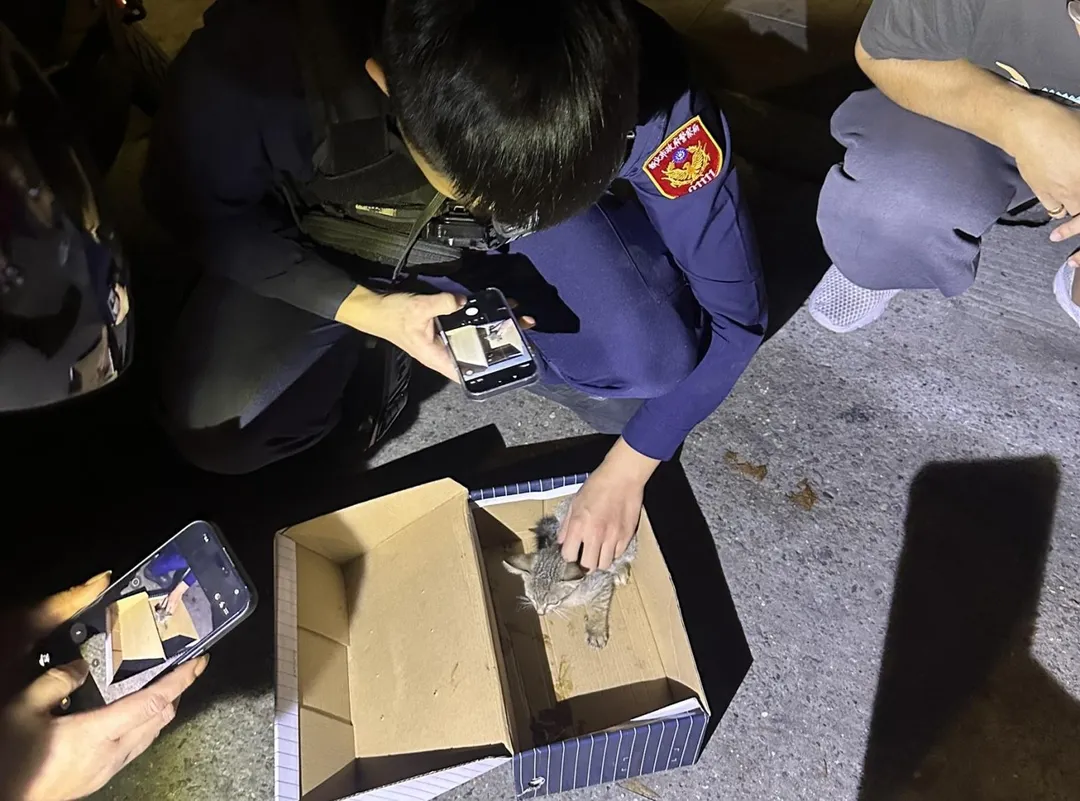 幼貓被放在紙盒裡由民眾認養。(圖/翻攝畫面)