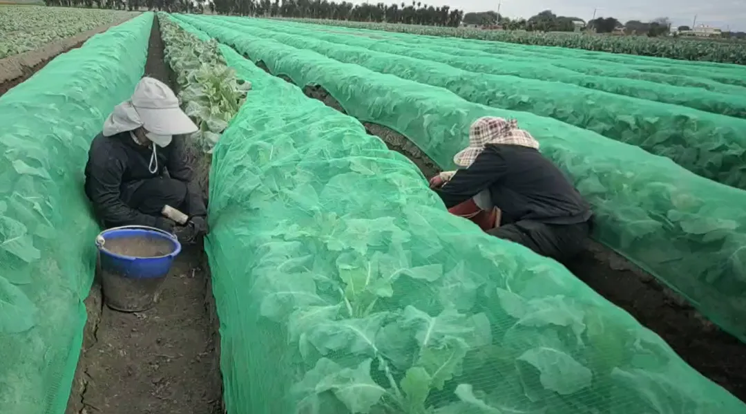 就怕辛苦種植的蔬菜被颱風吹爛，農民用綠色防風網蓋住保護。（圖／中天新聞）