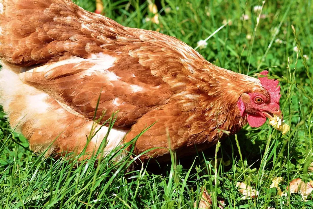 農業部表示，文雅畜牧場的飼料並未驗出芬普尼，已針對環境進行抽檢，將盡快公布抽驗結果。（示意圖／Pixabay）