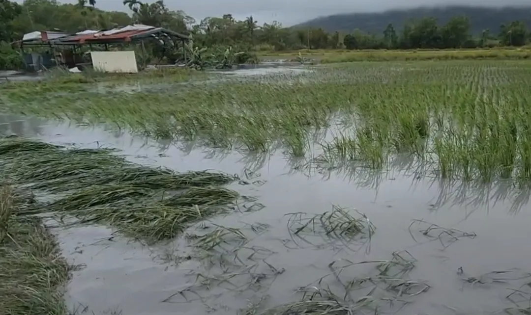 洪水衝破北岸堤防，除了灌進明利村以外，溪水也沿大排往下游鳳林長橋里宣洩，淹沒部分農田。（圖/中天新聞）