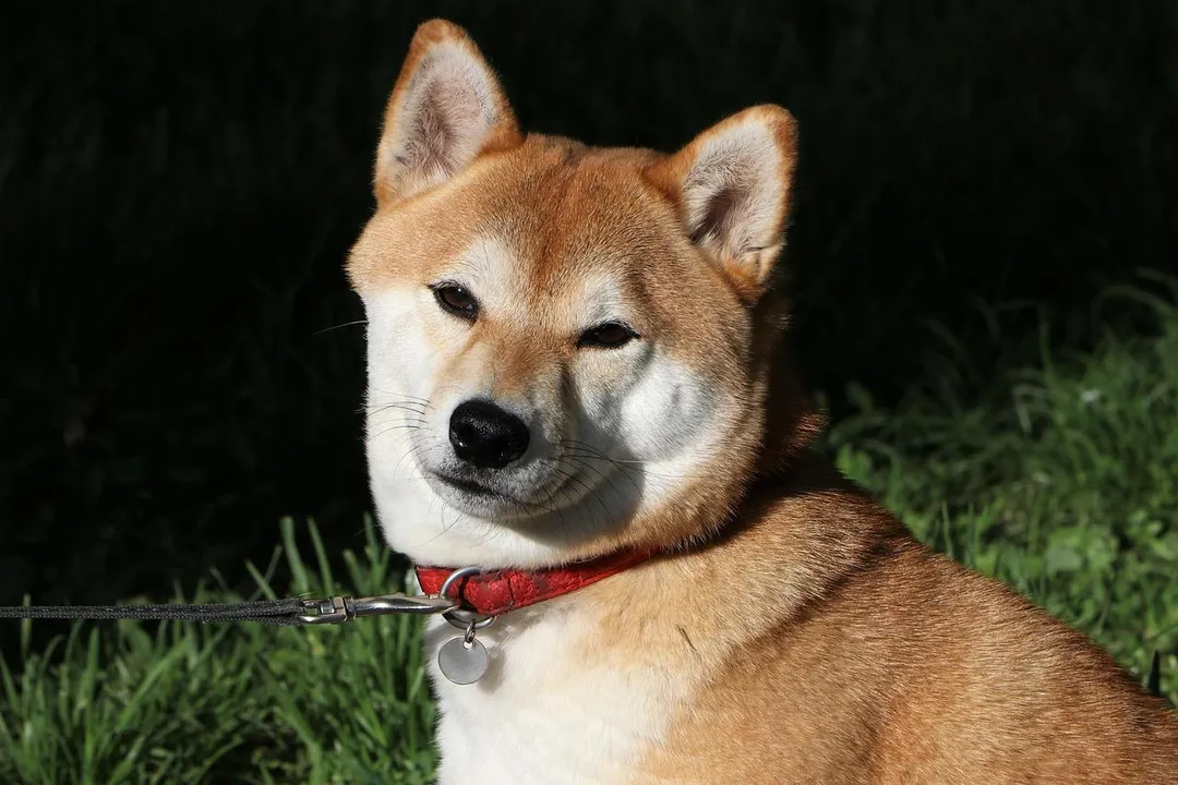 日本秋田縣傳出有寵物犬遭熊叼走的事件。（示意圖／PIXABAY）