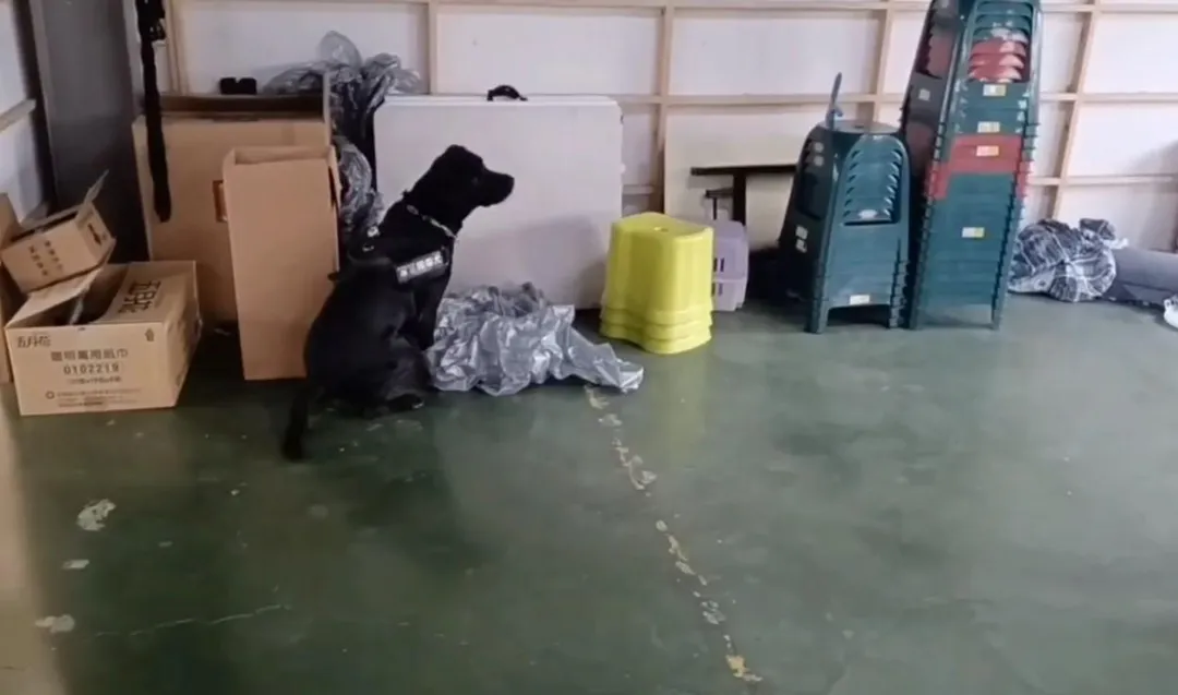 保三總隊拉不拉多緝毒犬「雲斯頓」,這個關鍵坐下的動作,協助警方查獲毒品。(圖/警方提供)
