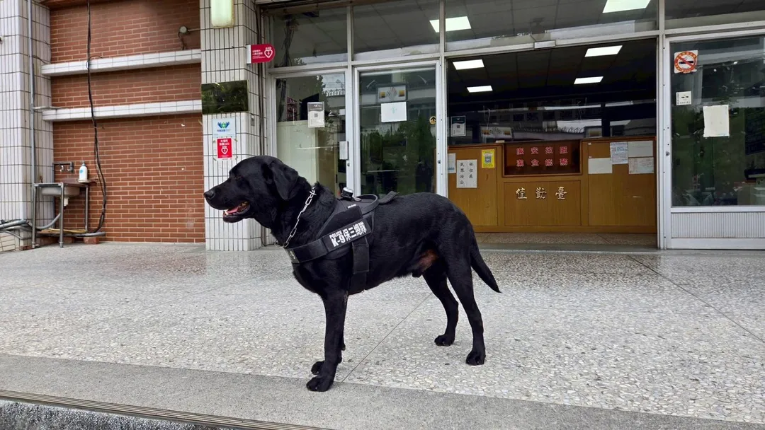 訓練有素的拉不拉多緝毒犬雲斯頓,協助警方破獲市值數百萬元的毒品。(圖/警方提供)
