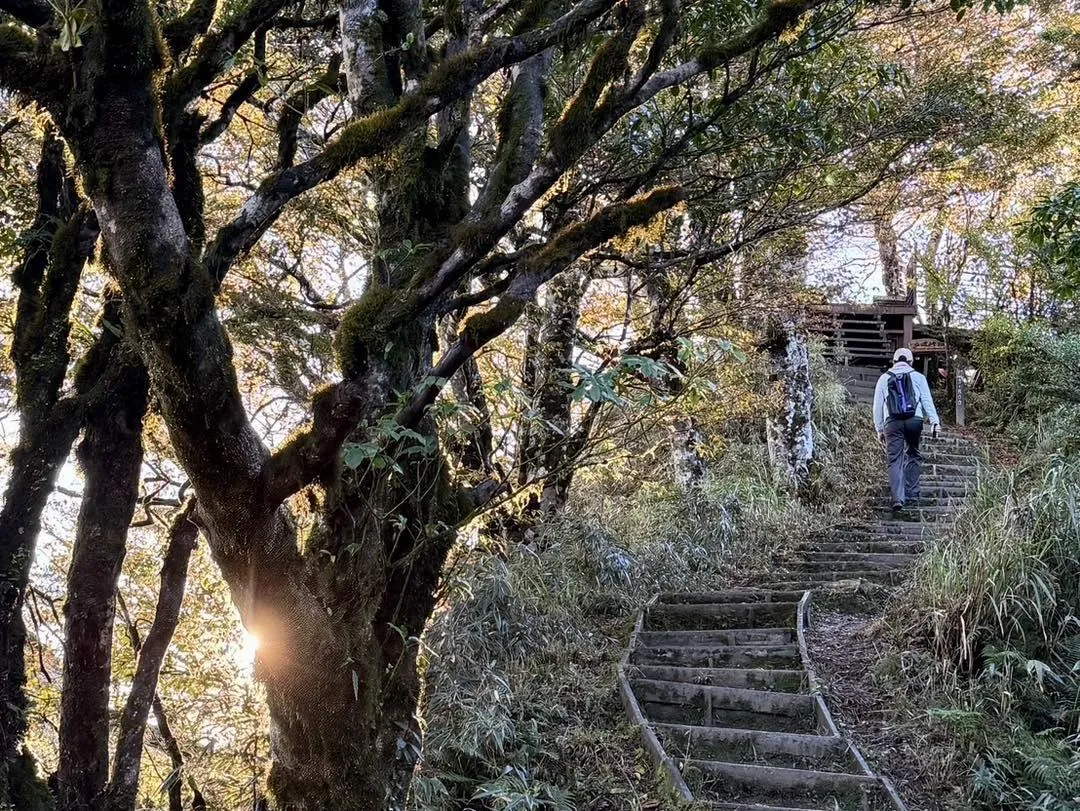宜蘭太平山國家森林遊樂區迎接台灣山毛櫸變色觀賞期，將在14日早上8時恢復開園。（圖／資料照／翻攝自Facebook@太平山國家森林遊樂區）