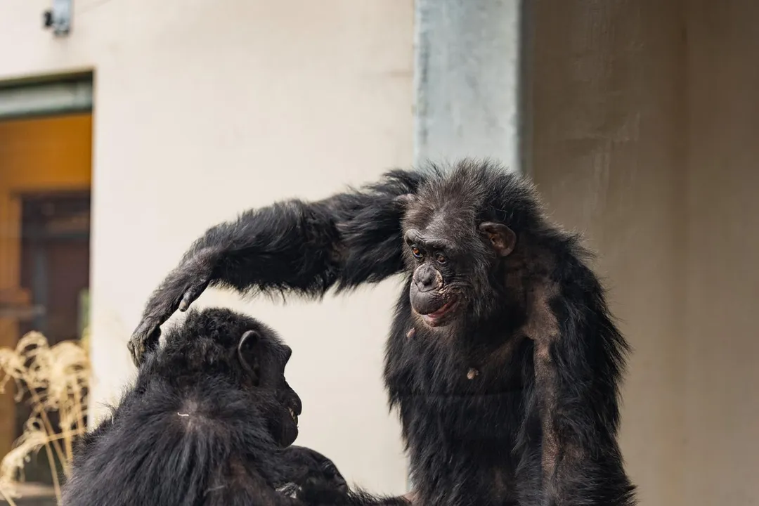 美國印第安納波利斯動物園傳出有黑猩猩逃脫的意外。（圖／翻攝自X＠IndianapolisZoo）