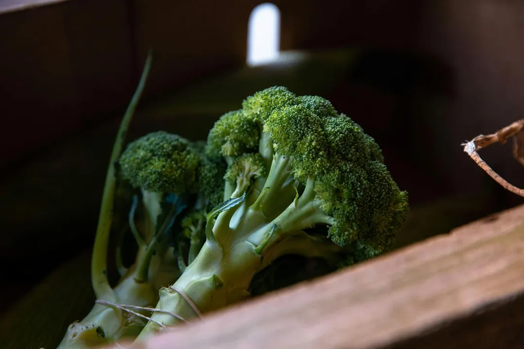更進階一點的人,可以把菜梗和葉子烘乾打成粉,加在優格、豆漿、燕麥裡,就是天然的機能補給。(示意圖/Pexels)
