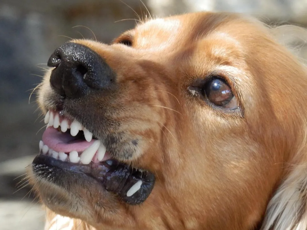 動防所持續辦理「10隻以上犬貓到府注射專案」通霄鎮屬狂犬病案例發生區，免收到府服務費用。此圖非狂犬病犬隻。（示意圖／Pixabay）