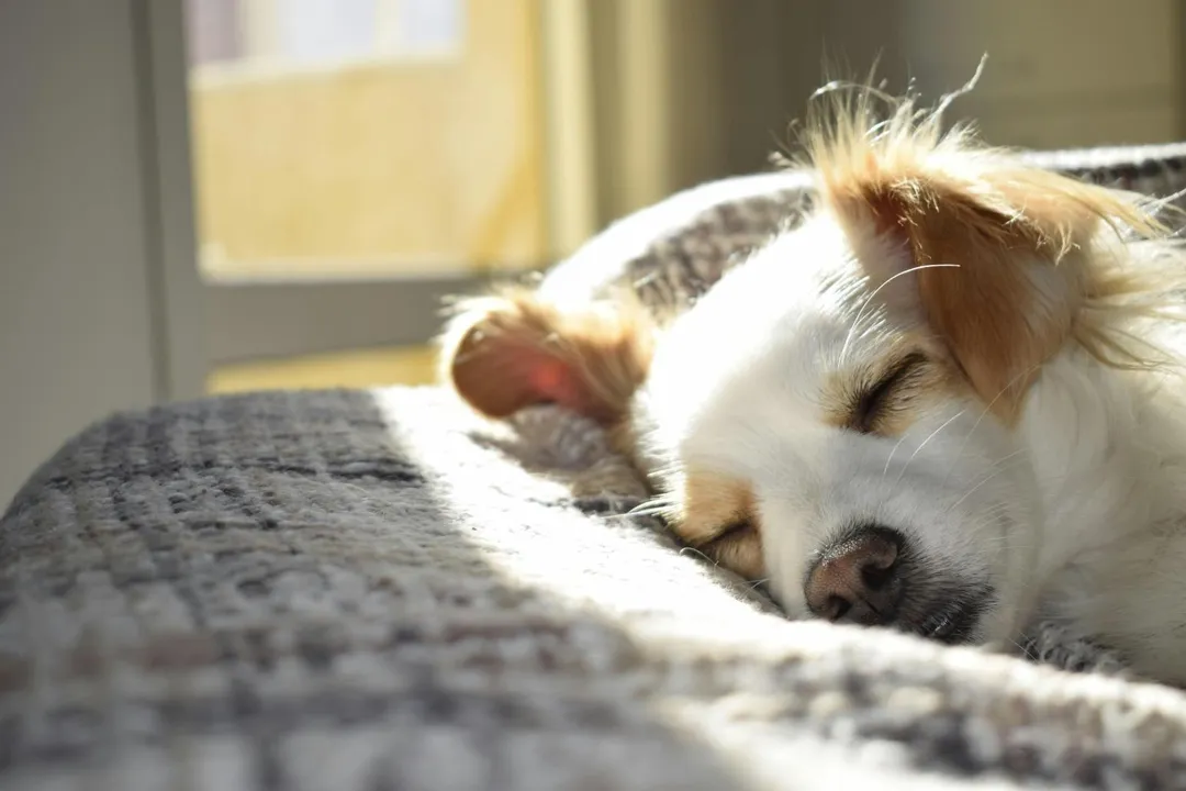 苗栗縣通霄鎮有犬隻叼咬死亡鼬獾，鼬獾經送檢驗確診狂犬病陽性，犬隻安樂死。（示意圖／pexels）