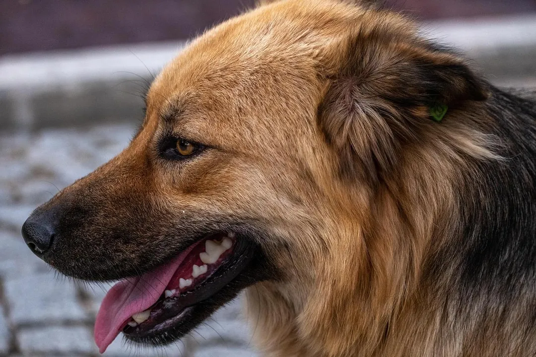 苗栗縣通霄鎮日前有犬隻叼咬死亡鼬獾，鼬獾經送檢驗確診狂犬病，犬隻安樂死。此圖非狂犬病犬隻。（示意圖／Pixabay）
