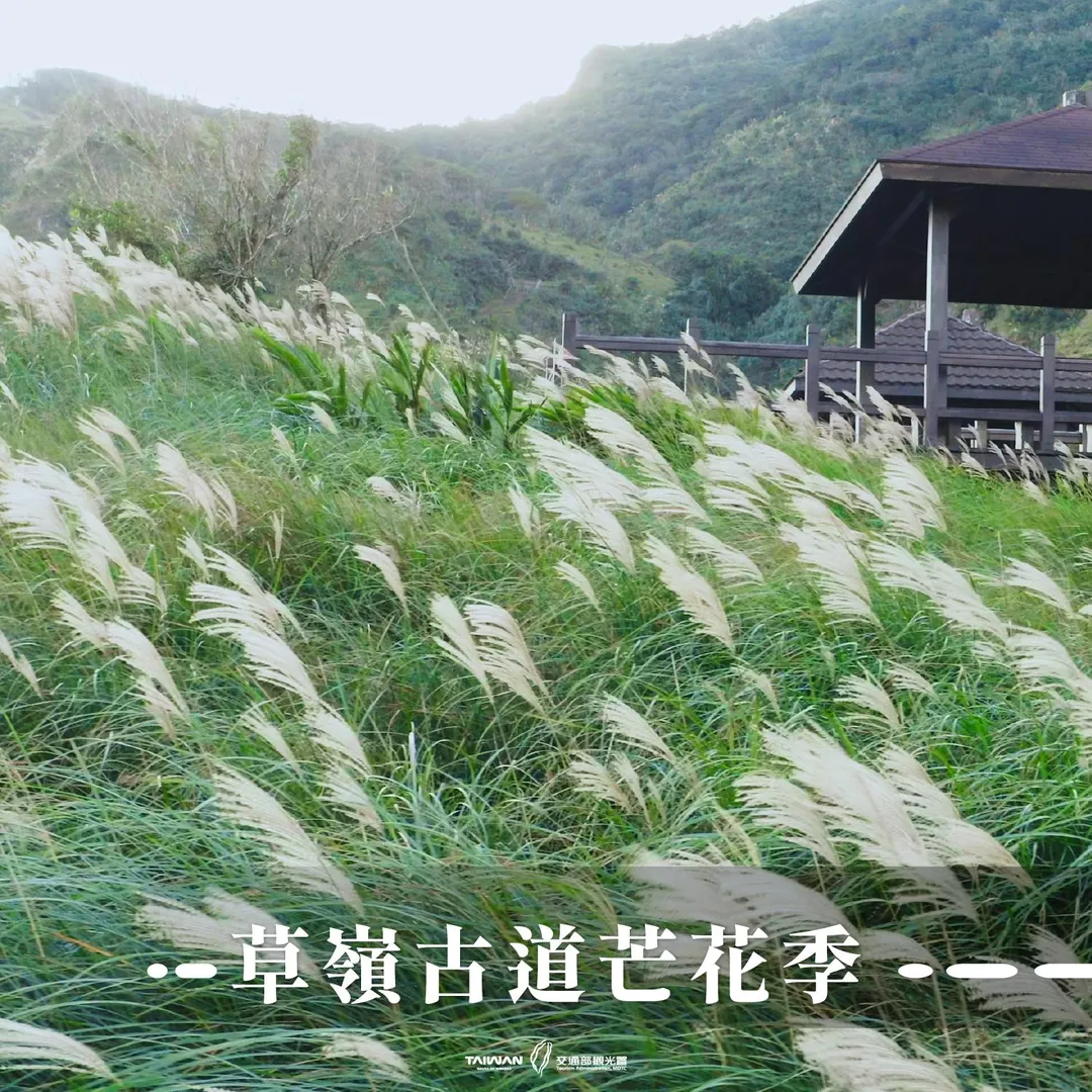 2025草嶺古道芒花季到來,漫山遍野的銀白色花海別具意趣。(圖/翻攝自Facebook@交通部觀光署)