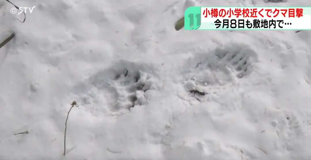 日本熊害頻仍,連北海道熱鬧的小樽當地小學附近都出現熊隻經過所留下的腳印。(圖/資料照/NTV)