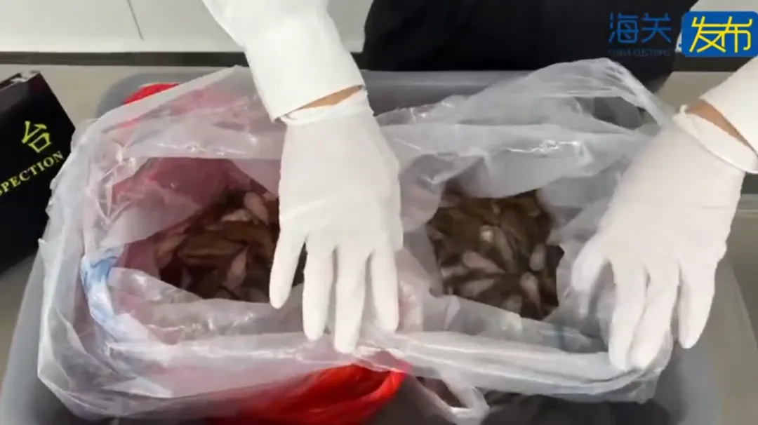 平鰭鰍科魚為大陸規定的禁止進境物。（圖／翻攝微博@海關發布）