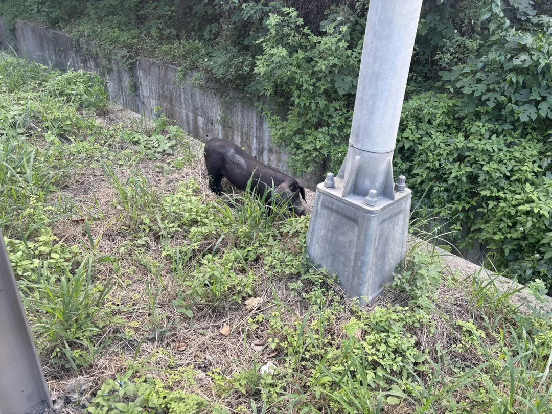 運豬車掉落豬隻亂竄，觀音山隧道交通一度受阻。（圖／翻攝畫面，下同）