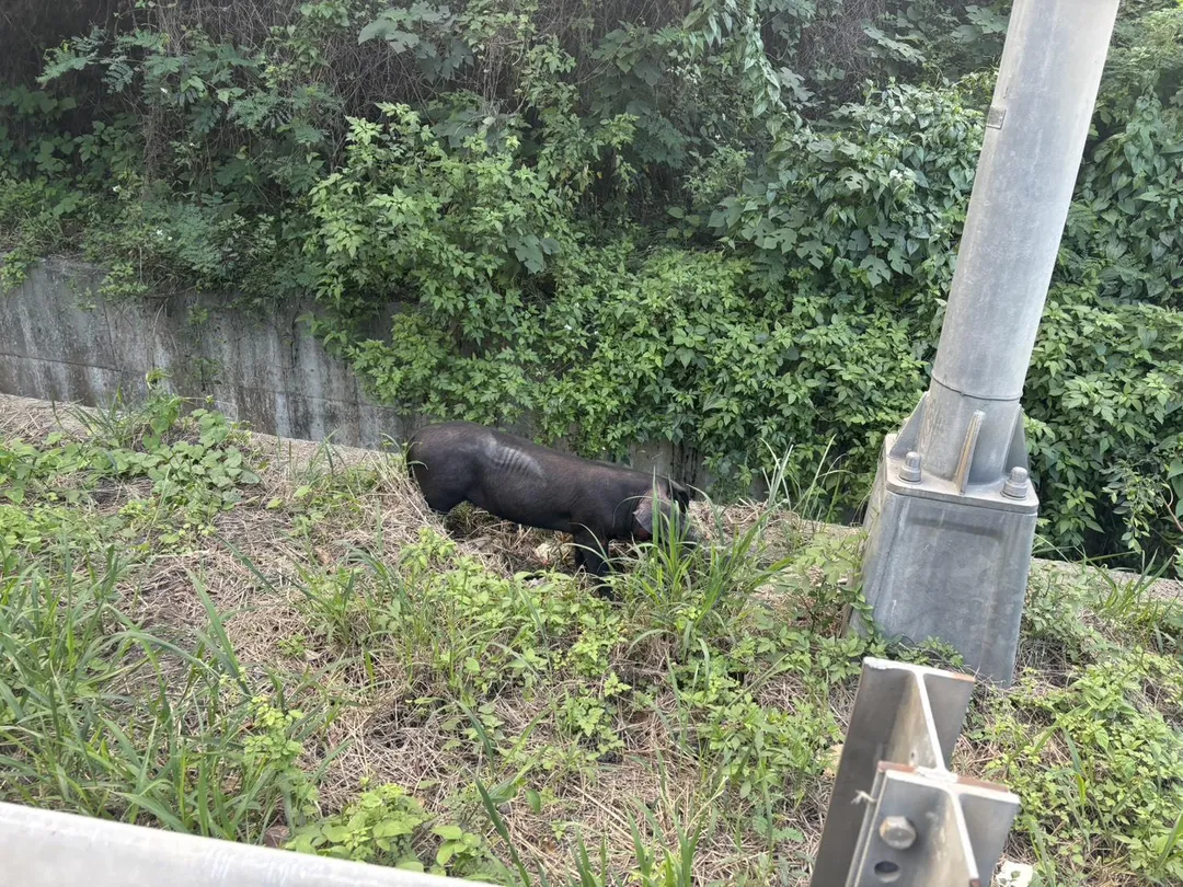 台64東向觀音山隧道，下午3時許，發生3隻小豬跳車逃逸事件，目前警方已經將2小黑豬控制，現場造成車流回堵。（翻攝國道1968監視器）