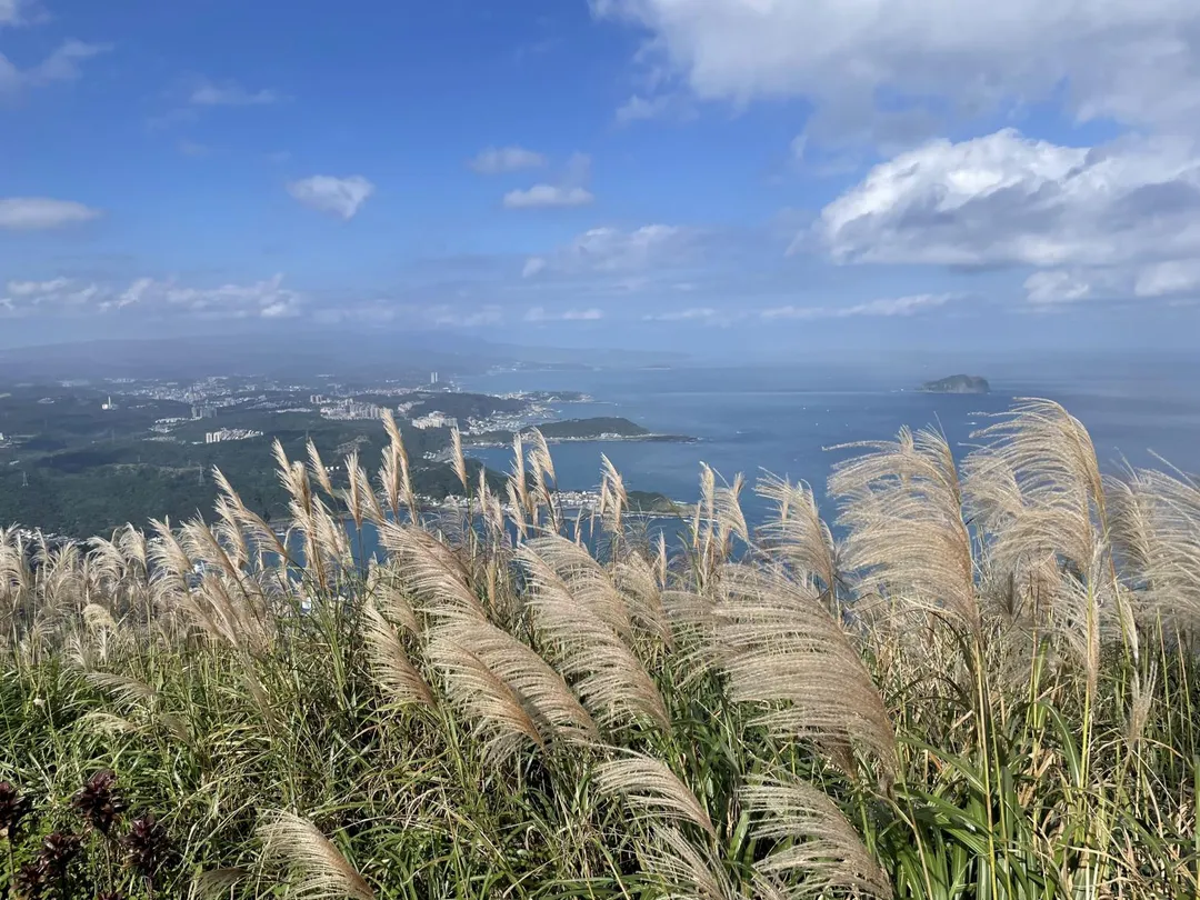 九份山城芒花隨風飛舞，與層疊山巒與海岸線交織成動人美景。（圖／新北市觀旅局提供）