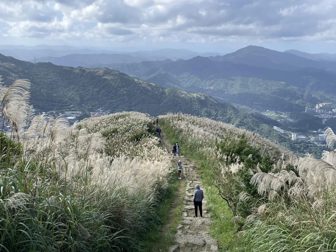 基隆山步道滿山芒花飛舞，展現特有的遼闊風光。（圖／新北市觀旅局提供）