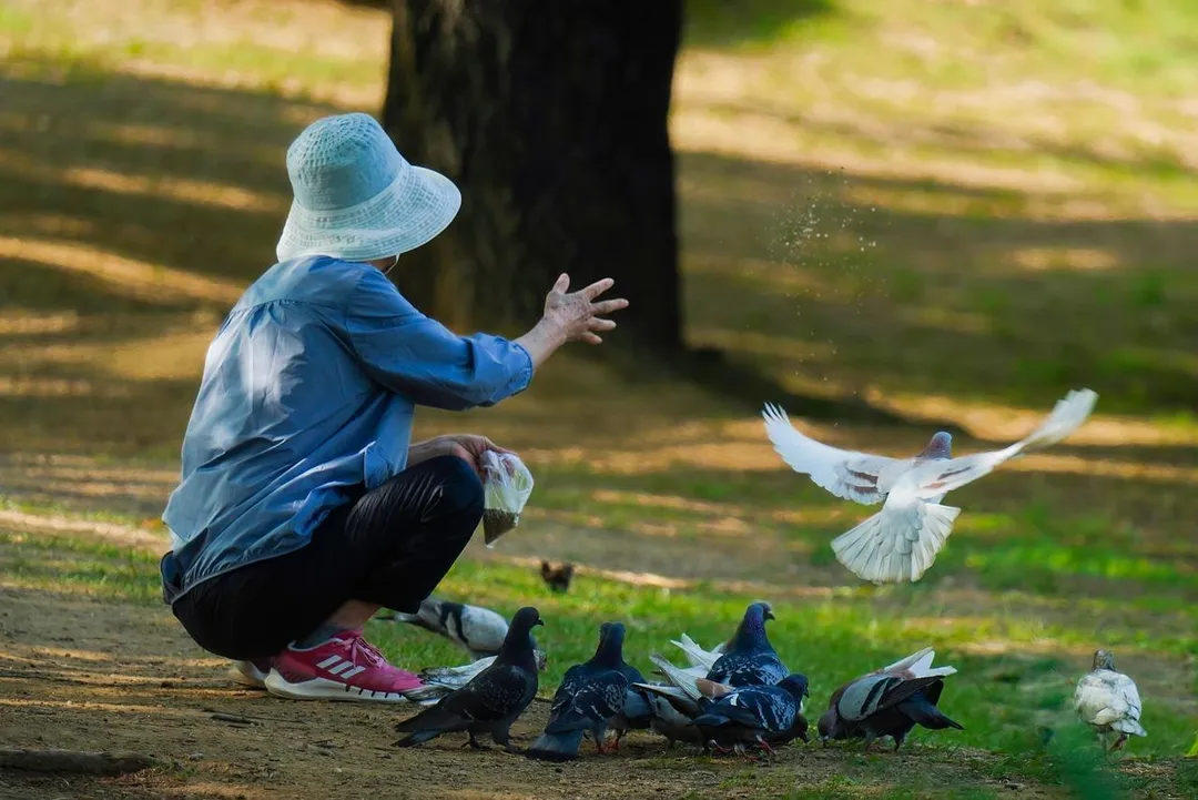 冬季正值候鳥遷徙期，疾管署提醒民眾若近期有出國行程，務必避免接觸禽鳥類。（示意圖／Pixabay）