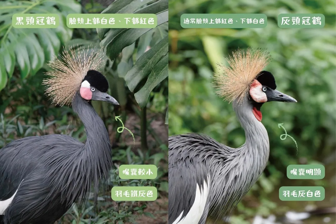 黑頸冠鶴與灰頸冠鶴在外形上有明顯的差異。(圖/台北市立動物園提供)