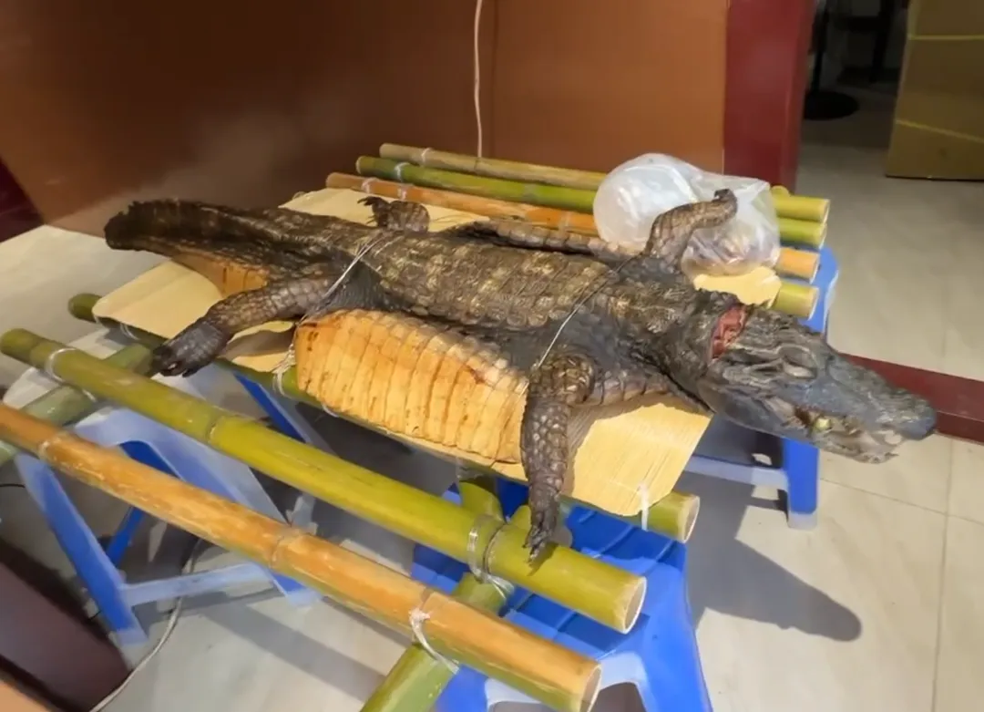 一般很少會用鱷魚作為酬神祭品,因此這份烤全鱷吸引不少民眾注意力。(圖/中天新聞)