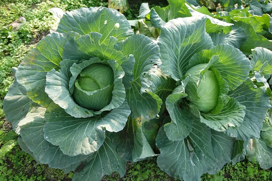 蔬菜中的竹筍、青花菜、高麗菜等，因為纖維含量高且容易產氣，也不適合在檢查前食用。（示意圖／Pixabay）