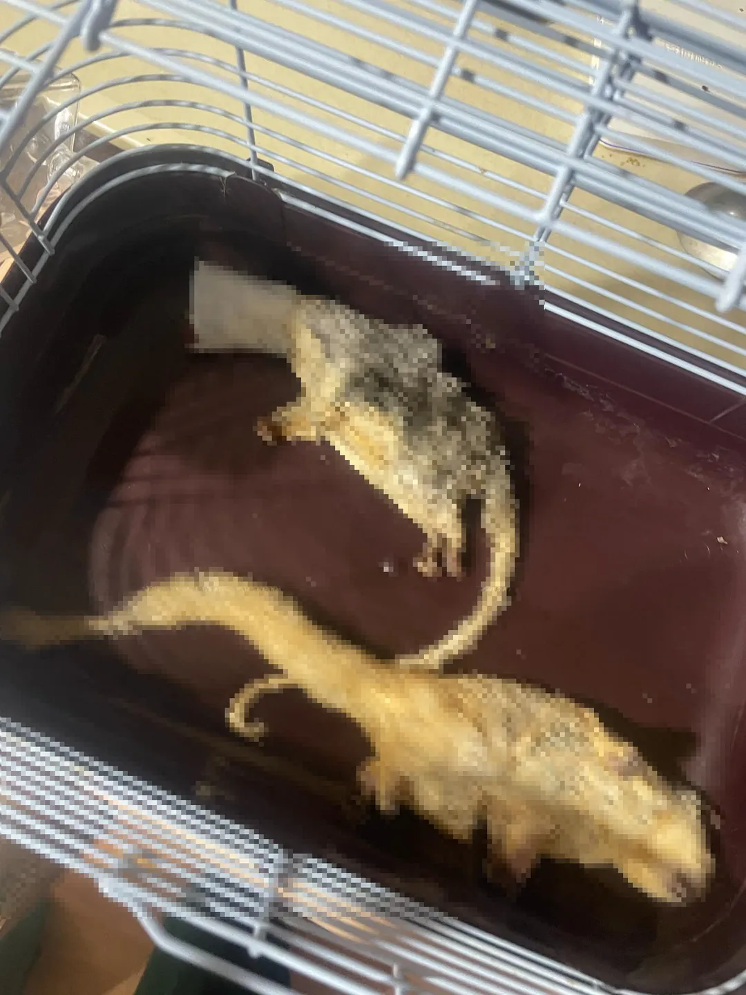 虐貓慣犯趙育慶殘忍虐殺5隻貓，甚至點火烤貓，相當殘忍。（圖／翻攝臉書）