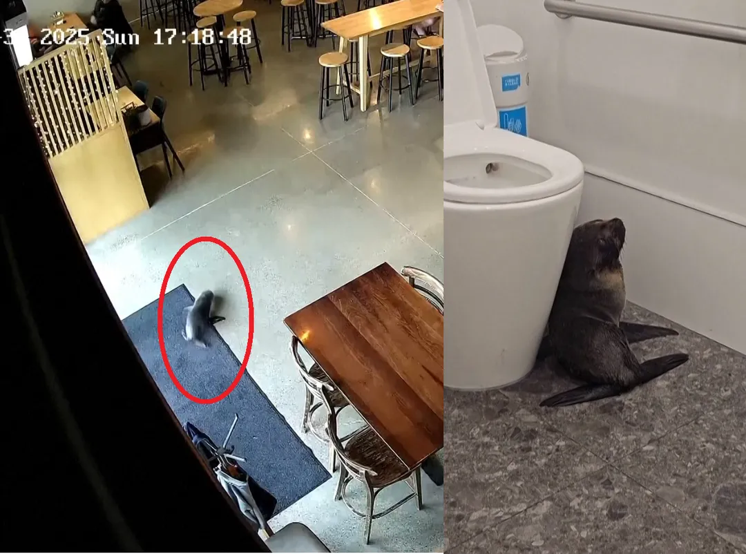 一隻幼年毛皮海豹誤闖酒吧。（圖／美聯社）