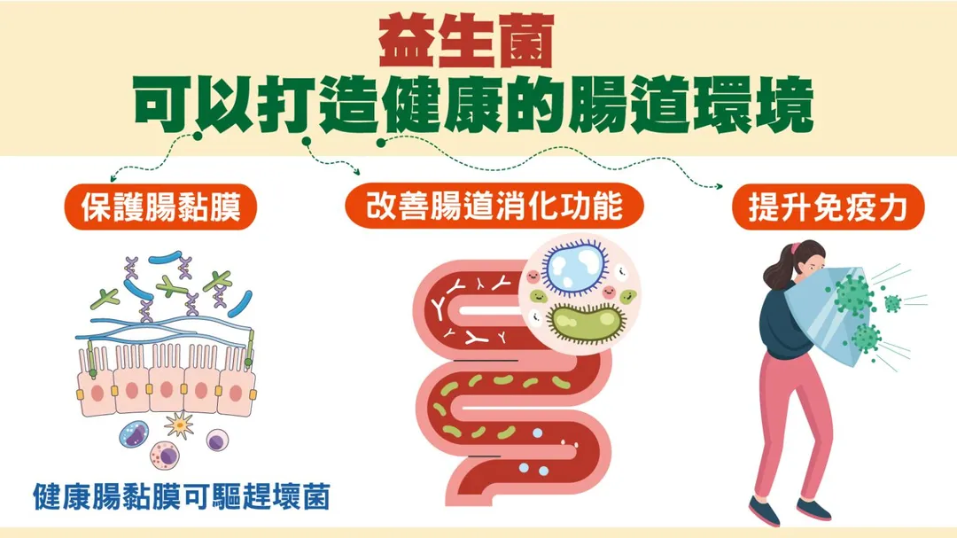 常見的益生菌種包含乳酸桿菌、比菲德氏菌、嗜熱鏈球菌和酵母菌等,適當補充可改善腸道消化功能、保護腸黏膜、提升免疫力。(圖/振興醫院)